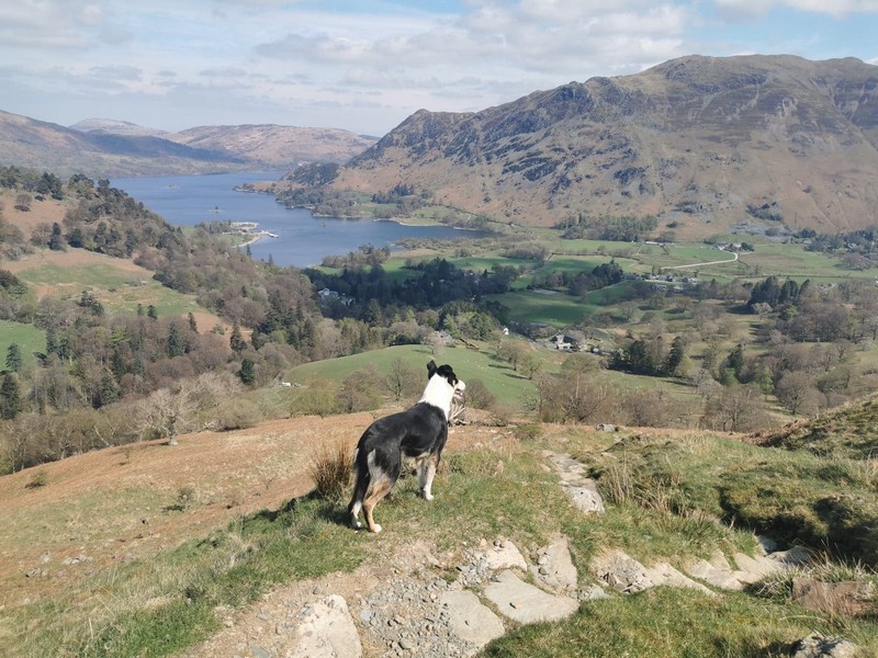 A border collie sheepdog standing at the top of a fell with ullswater in the background and Place Fell