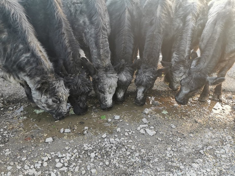 Aberdeen Angus cross cattle drinking from a puddle