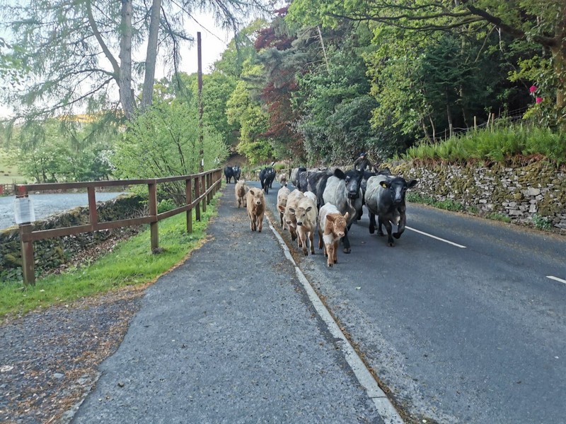 Aberdeen angus cross cattle and calves being moved down the road at the lakeside