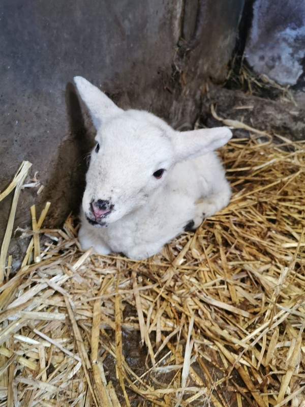 a newborn lamb nestled in straw