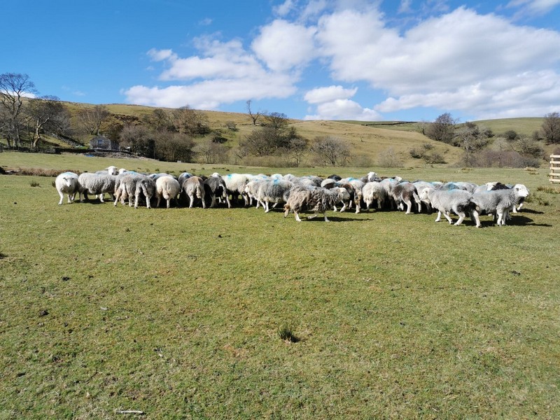 a flock of herdwicks in a low field on a sunny day