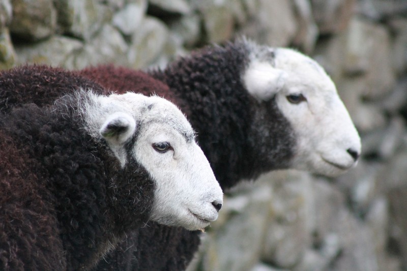 2 herdwick lambs