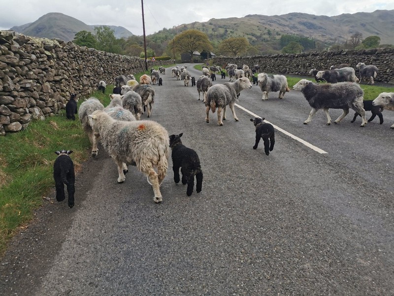 a flock of herdwicks with lambs on a country road