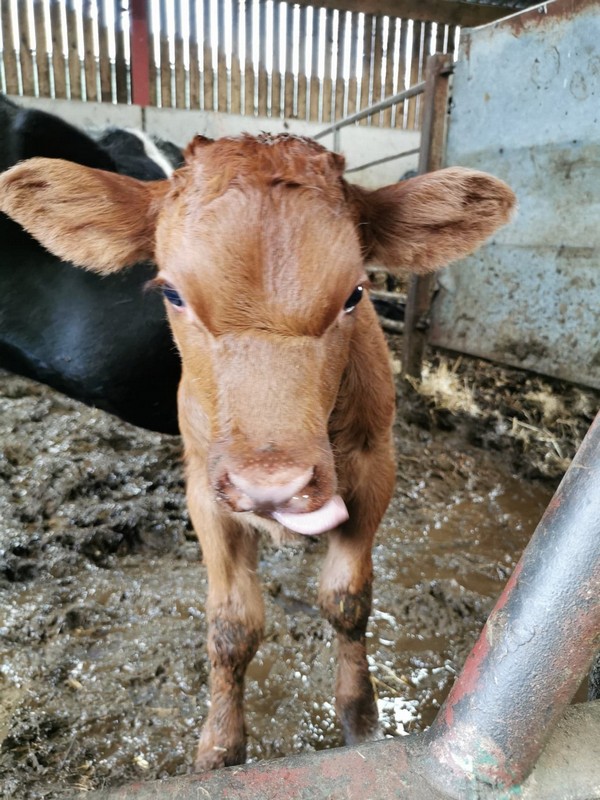 a brown calf