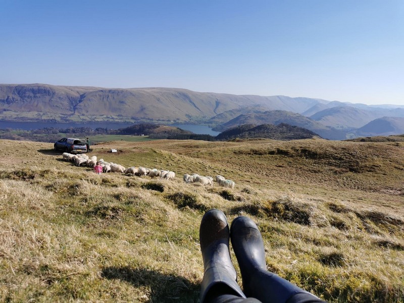 someone admiring a view across ullswater and looking at sheep on the fells