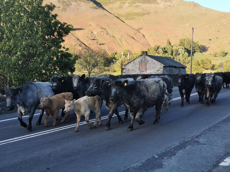 Aberdeen Angus cross cattle and calves walking down the road with sunny lakeland fells in the background