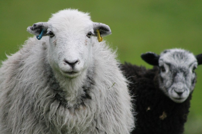 A herdwick ewe with her lamb