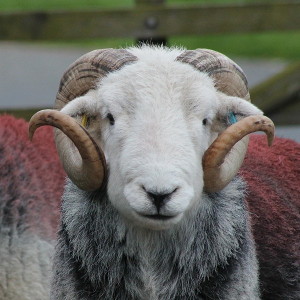 A herdwick tup